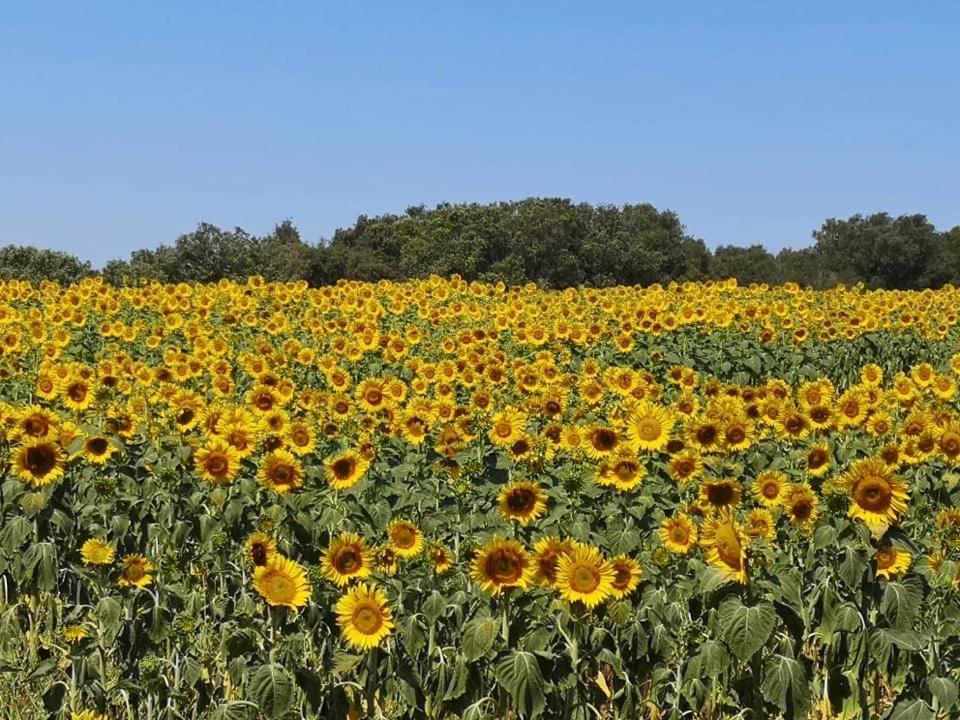 Podere Baloo Суверето Экстерьер фото